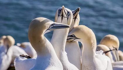 苏富比佣金暴跌近20%，奢侈品市场萎缩