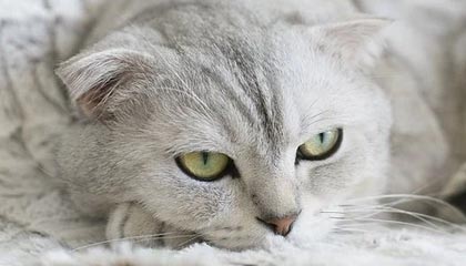 量化私募佣金调查：“万1.2”成行业基准