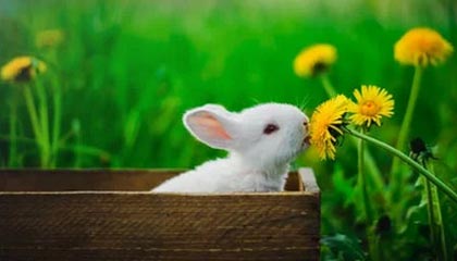 佣金调整申请和两融业务咨询明显增多