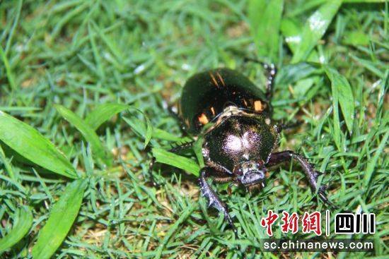 宜宾发现珍稀昆虫阳彩臂金龟