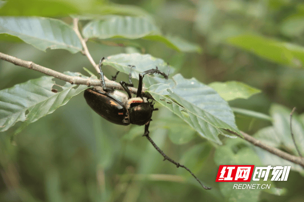 城步：放生国家二级保护动物阳彩臂金龟回归大自然