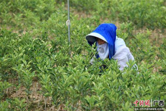 广西融安：处暑忙农事