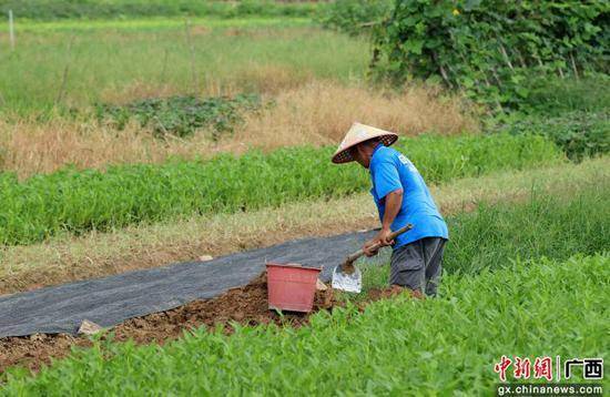 广西融安：处暑忙农事