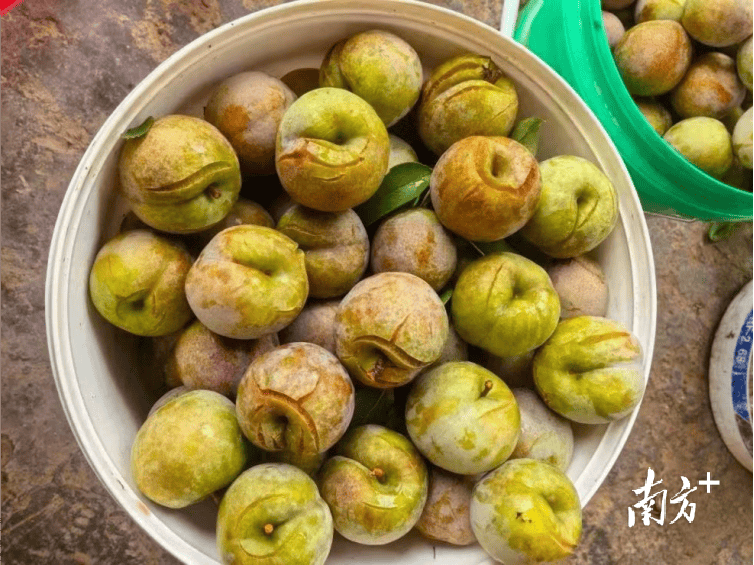 甜蜜帮扶！东莞证券助农销售水果约5000斤