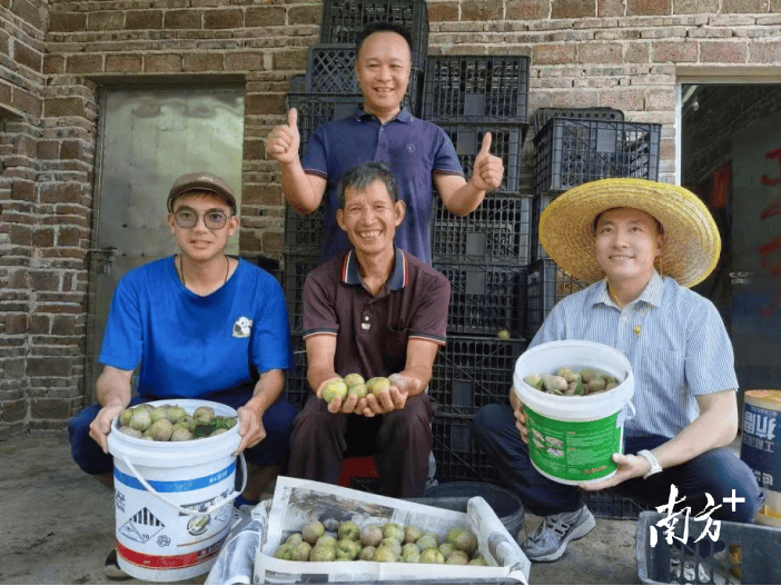 甜蜜帮扶!东莞证券助农销售水果约5000斤