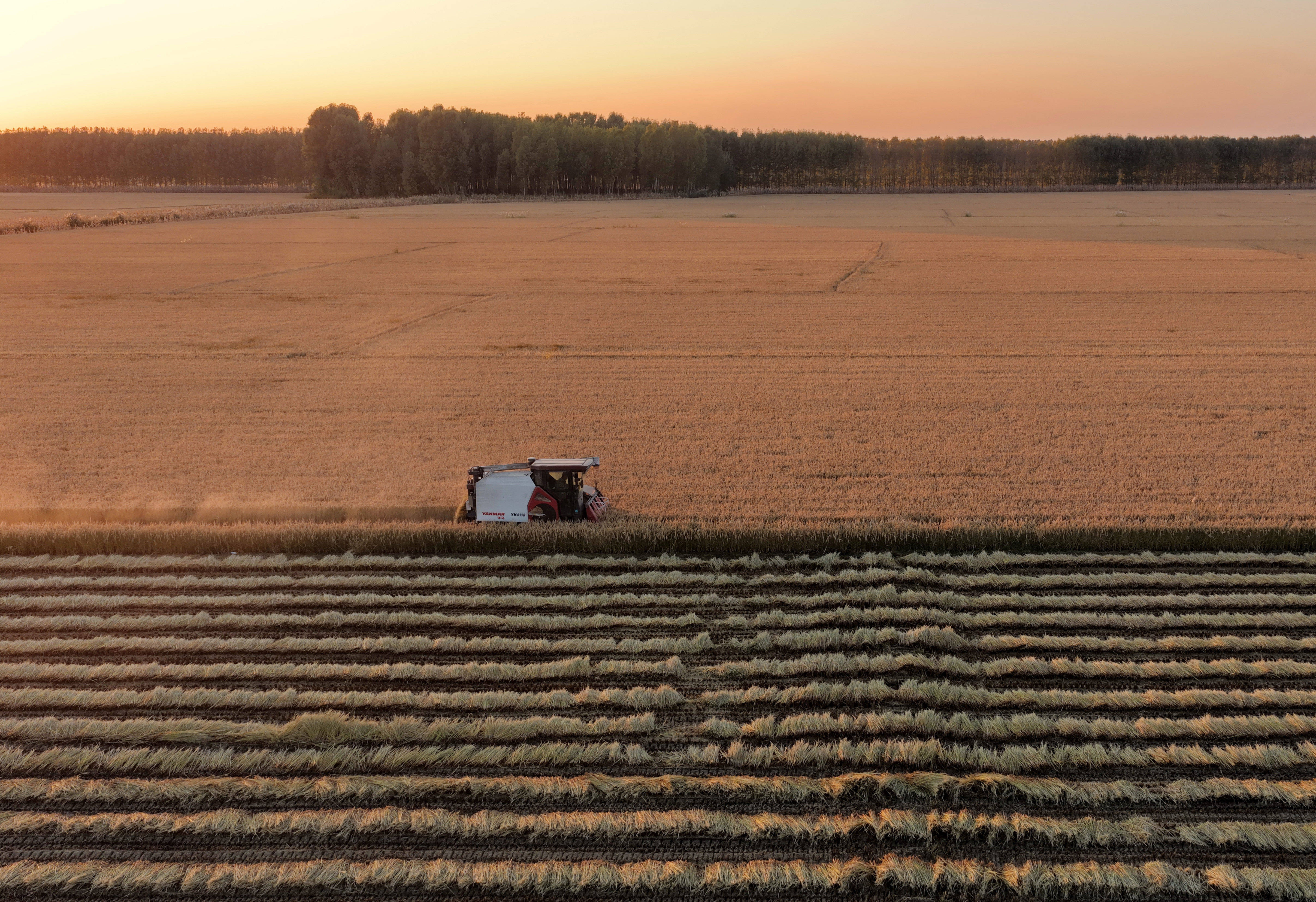 河北唐山:水稻迎来收获季