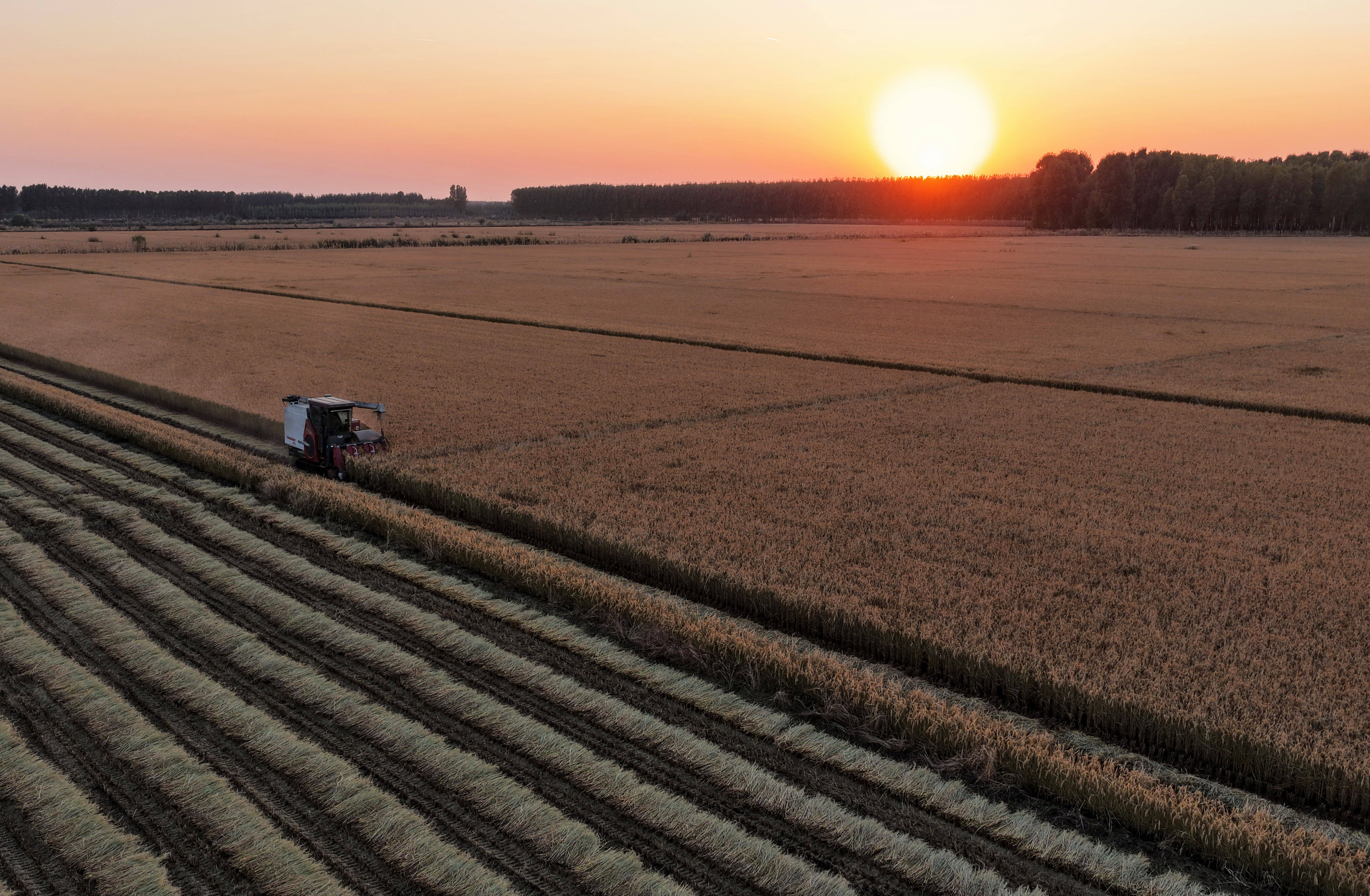 河北唐山:水稻迎来收获季